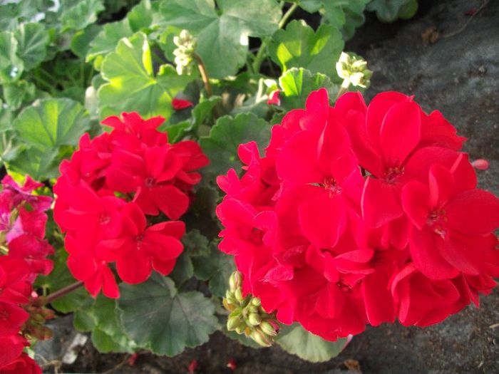071 - 2013 flori