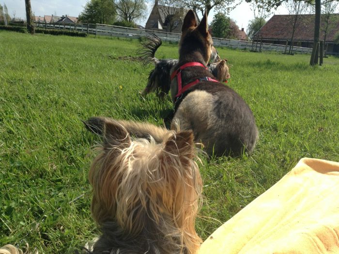 image - In livada cu meri