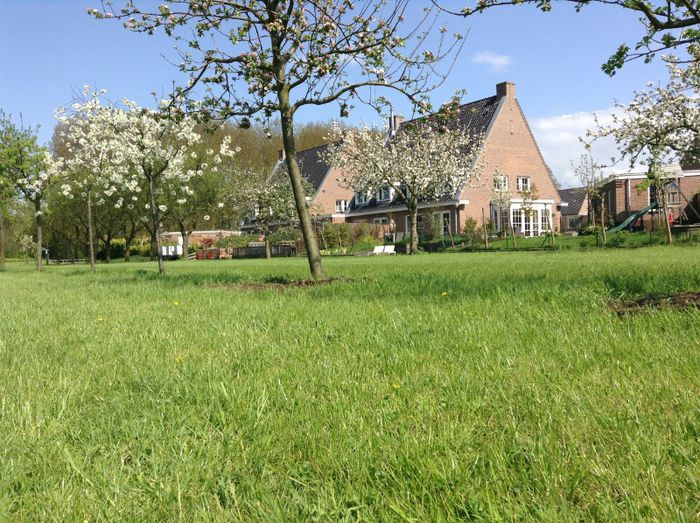 image - In livada cu meri