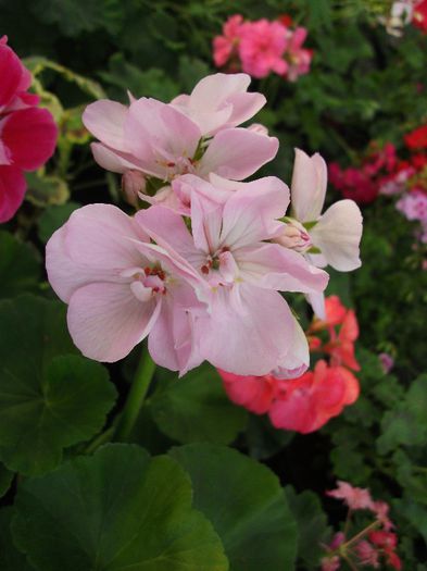 077 - 2013 flori