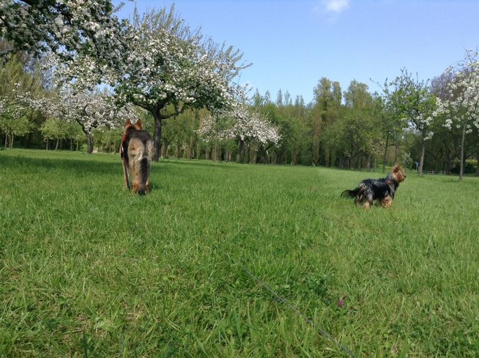 image - In livada cu meri