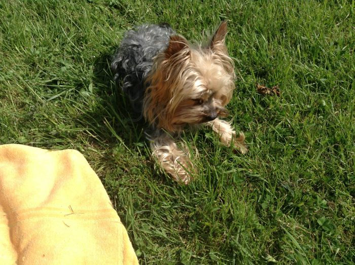 image - In livada cu meri