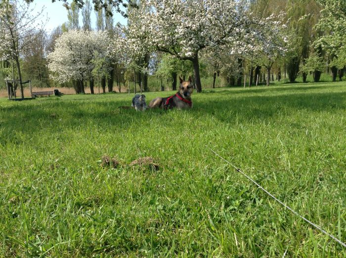 image - In livada cu meri