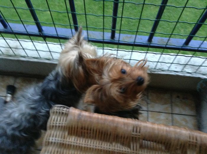 Brutus si Shalimar cu ochisori la mami - Animalute fericite