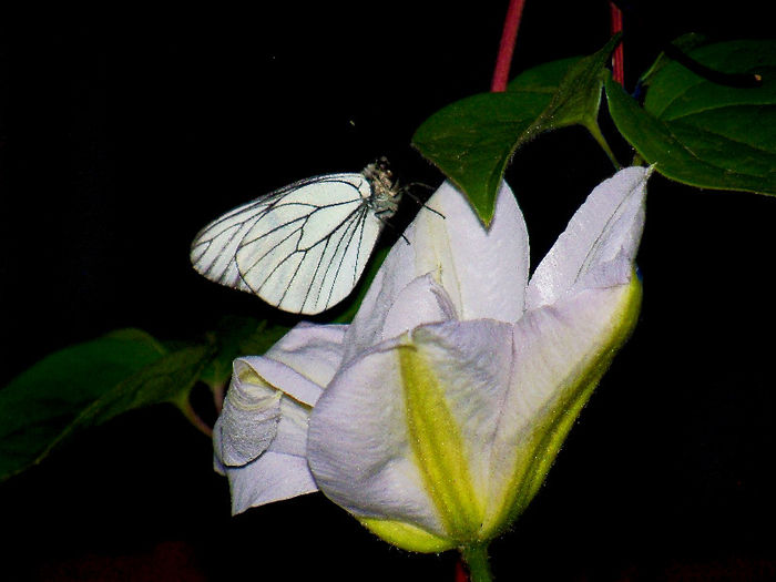 101_8890p1 - CLEMATIS 2013