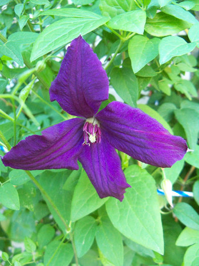 101_8832 - CLEMATIS 2013