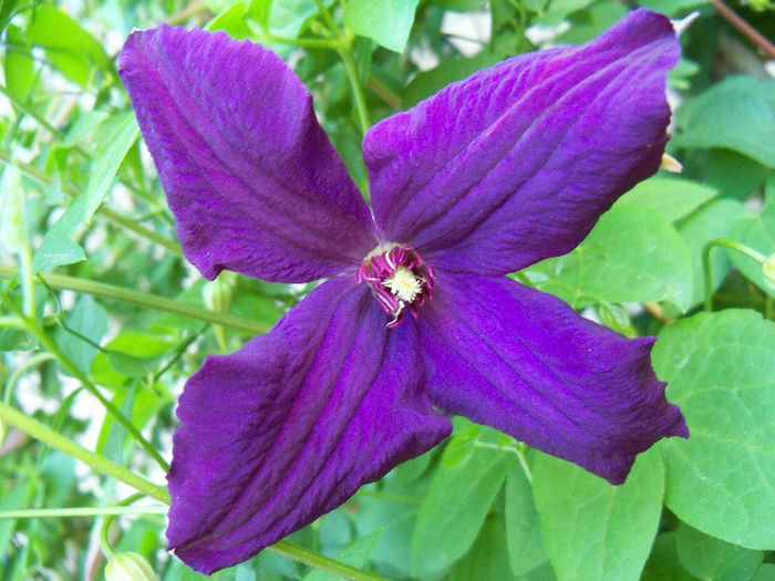 101_8833 - CLEMATIS 2013