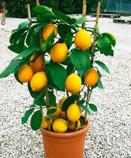 lamai - citrice de vanzare