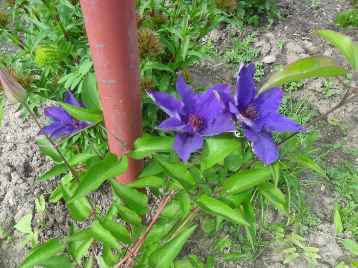 clematita mov