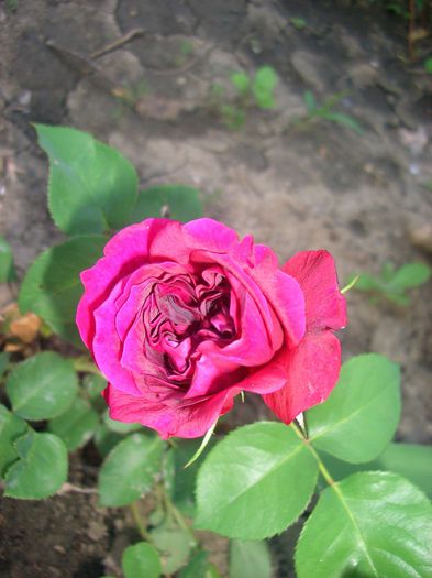 TRADESCANT • AUSdir -Shrub.  English Rose Collection. Bred by David Austin (United Kingdom, 1993) - trandafiri 2013 - part I