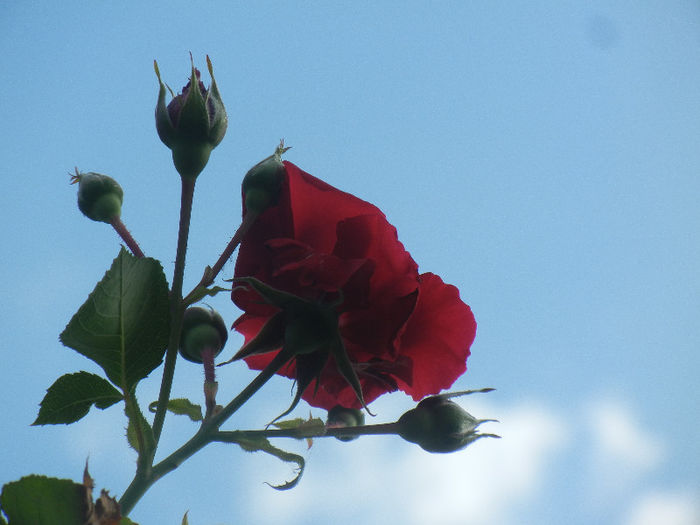 Rose Blaze Superior (2013, May 18)