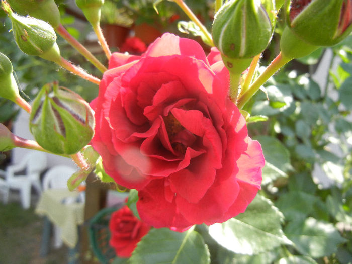 Rose Blaze Superior (2013, May 19)