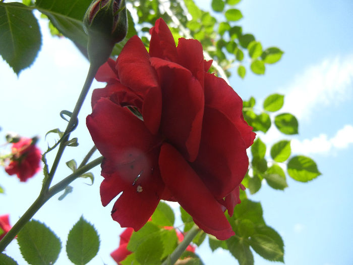 Rose Blaze Superior (2013, May 19)