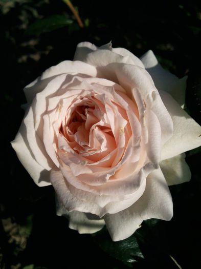 Photo1394 - Garden of roses