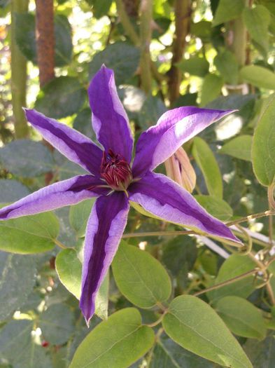 Photo1352 - 2013 clematis
