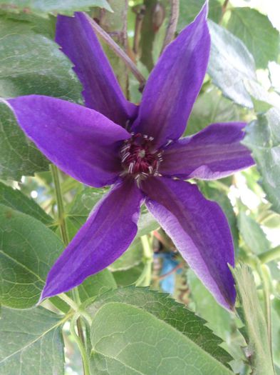Photo1353 - 2013 clematis
