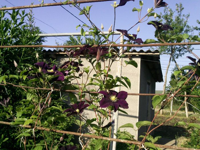 Photo1372 - 2013 clematis