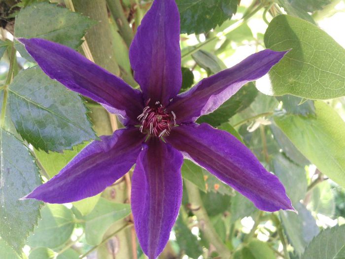 Photo1383 - 2013 clematis