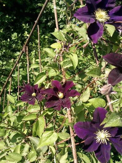 Photo1400 - 2013 clematis