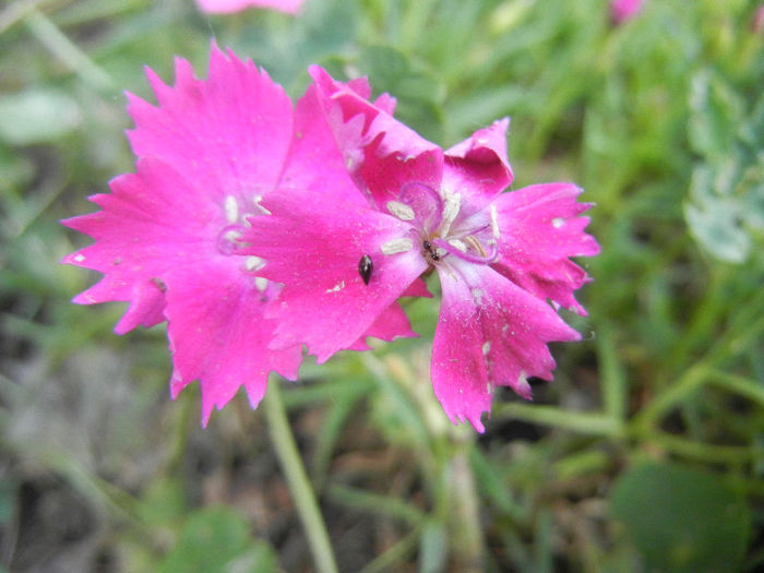 Dianthus Kahori (2013, May 18) - Dianthus Kahori
