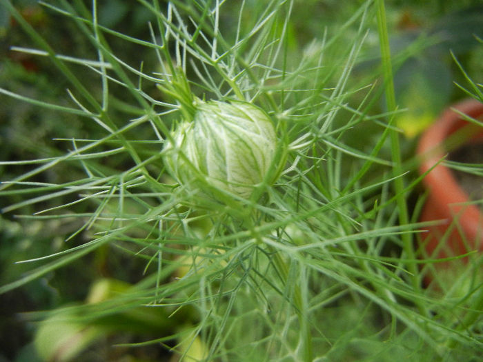 Nigella damascena (2013, May 18)