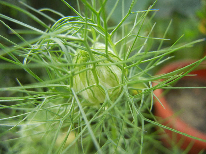 Nigella damascena (2013, May 18) - NIGELLA Damascena