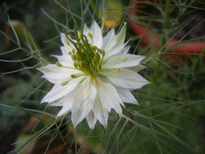 Nigella damascena (2013, May 20)