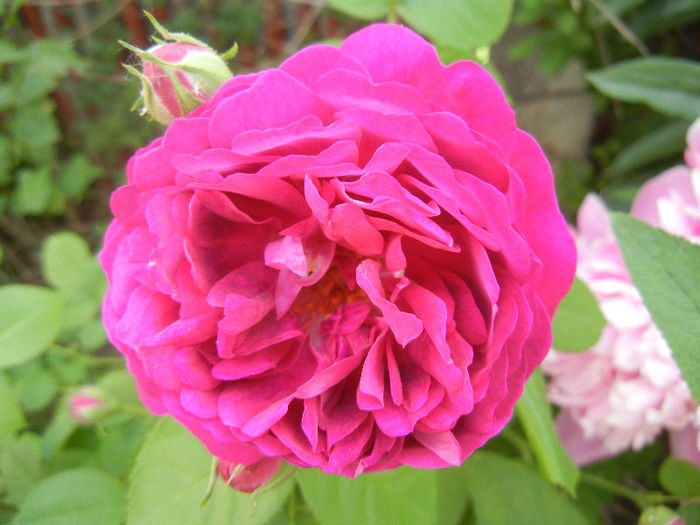 Rosa damascena (2013, May 17) - ROSA Damascena_Damask Rose