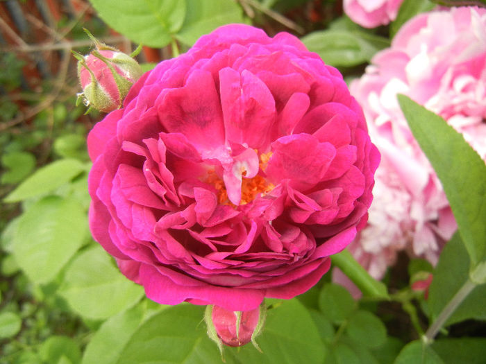 Rosa damascena (2013, May 17) - ROSA Damascena_Damask Rose