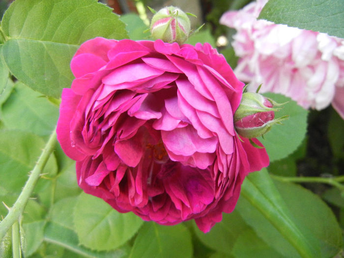 Rosa damascena (2013, May 18) - ROSA Damascena_Damask Rose