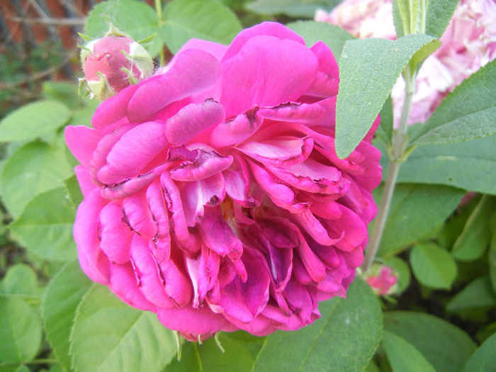 Damask Rose (2013, May 18) - ROSA Damascena_Damask Rose