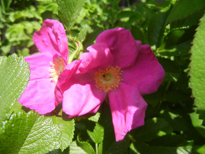 Rosa rugosa (2013, May 19)