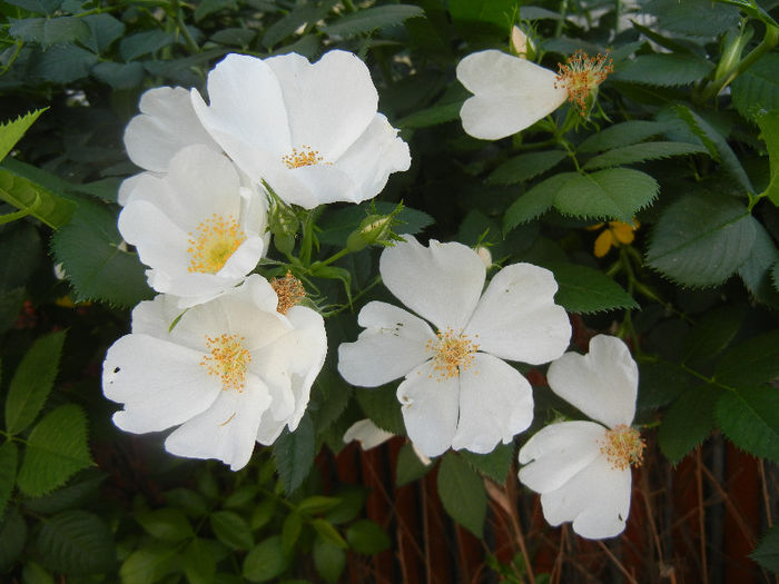 Rosa canina_Dog Rose (2013, May 18) - ROSA Canina_Dog Rose