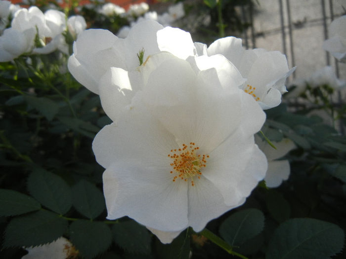 Rosa canina_Dog Rose (2013, May 18) - ROSA Canina_Dog Rose