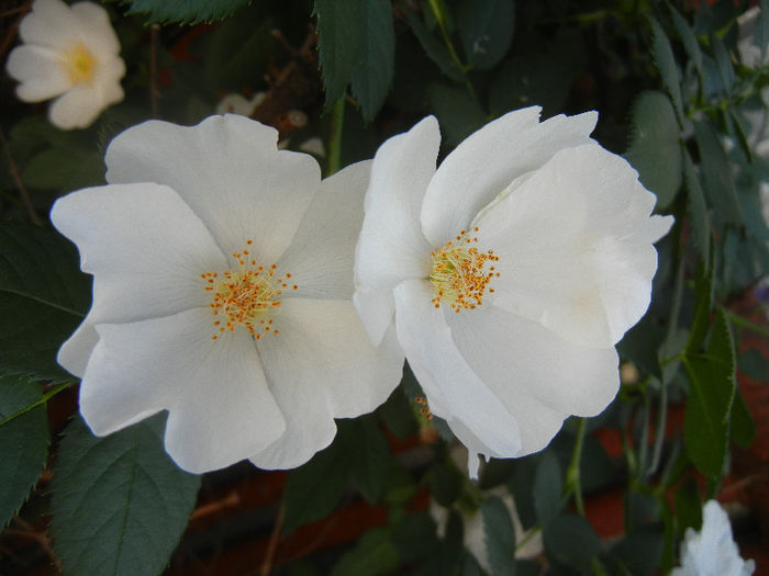 Rosa canina_Dog Rose (2013, May 18) - ROSA Canina_Dog Rose