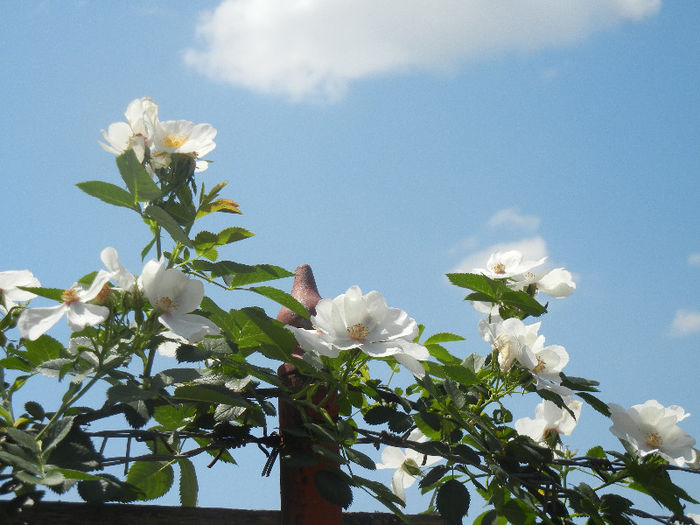 Rosa canina_Dog Rose (2013, May 19) Rosa canina_Dog Rose (2013, May 19)