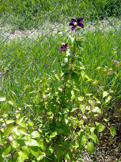 02062010021 - Clematis