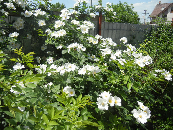 Rosa canina_Dog Rose (2013, May 19) Rosa canina_Dog Rose (2013, May 19)