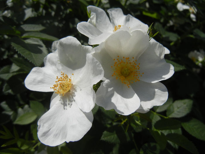 Rosa canina_Dog Rose (2013, May 19) Rosa canina_Dog Rose (2013, May 19)