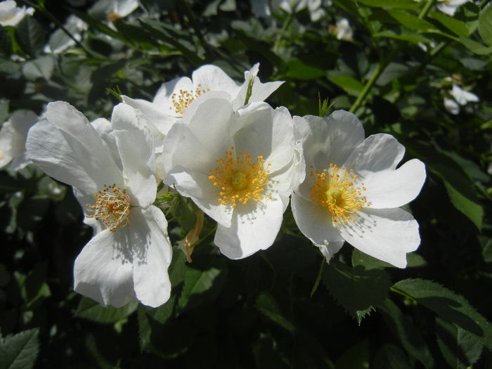 Rosa canina_Dog Rose (2013, May 19) Rosa canina_Dog Rose (2013, May 19)