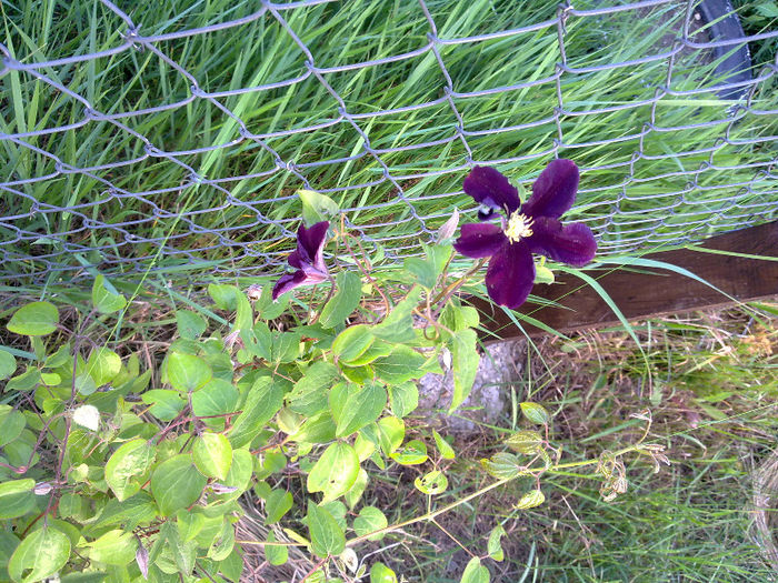 02062010050 - Clematis