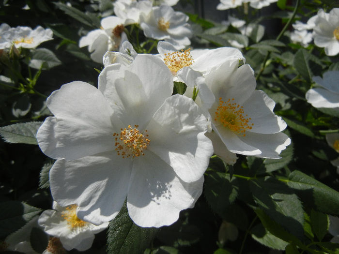 Rosa canina_Dog Rose (2013, May 19) Rosa canina_Dog Rose (2013, May 19)
