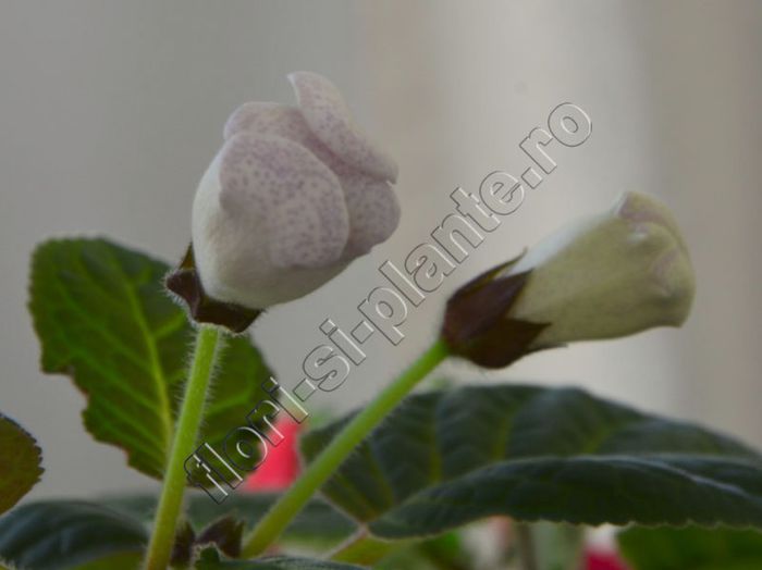 Gloxinia Jolly Rain - GLOXINIA _ SINNINGIA