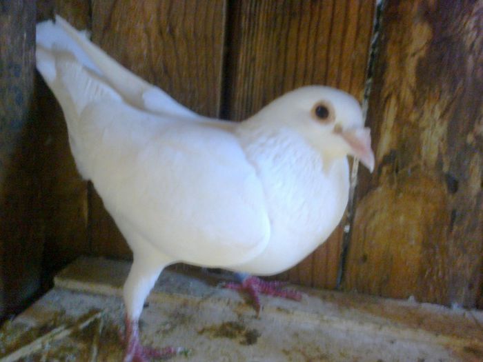 femela 2011 - VOIAJORI ALBI