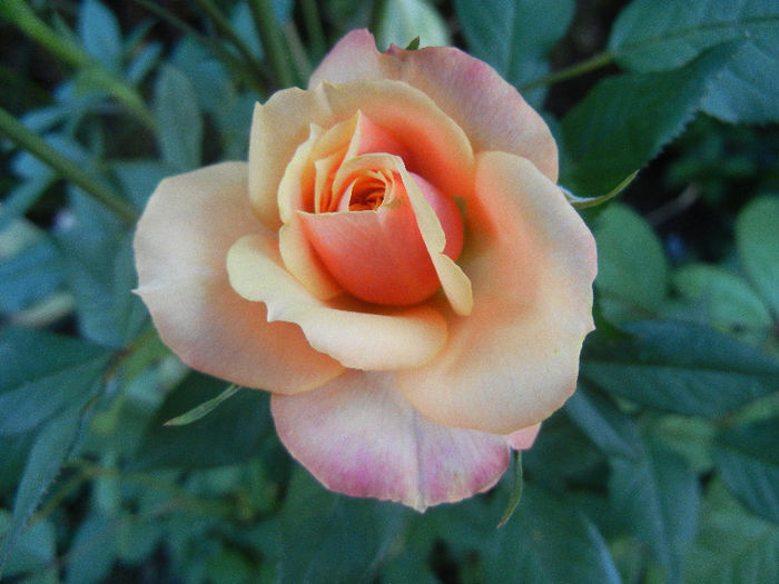 Orange Miniature Rose (2013, May 18)