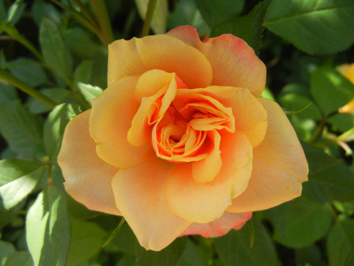 Orange Miniature Rose (2013, May 19)