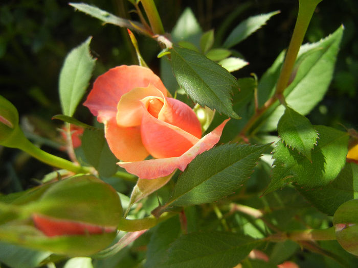 Orange Miniature Rose (2013, May 19)