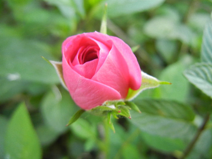 Pink Miniature Rose (2013, May 18) - Miniature Rose Pink