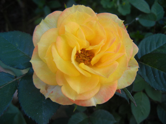 Yellow Miniature Rose (2013, May 18)