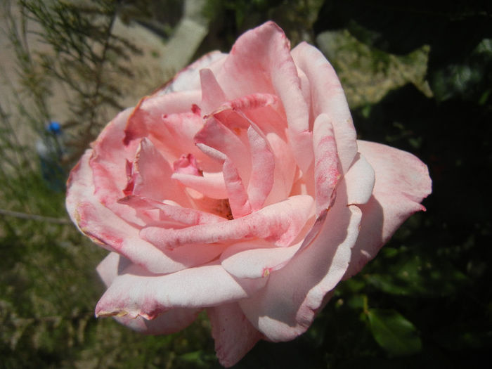 Royal Highness rose, 19may2013 - Rose Royal Highness